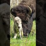 Extremely rare white bison calf spotted at Yellowstone National Park #Shorts