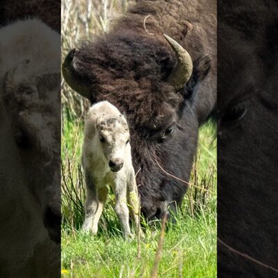 Extremely rare white bison calf spotted at Yellowstone National Park #Shorts