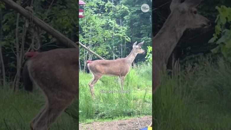 Homeowner records deer warning her of nearby black bear #Shorts