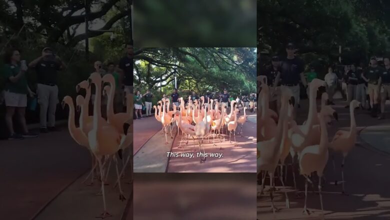 Hundreds guide flock of flamingos to new Houston Zoo aviary #Shorts