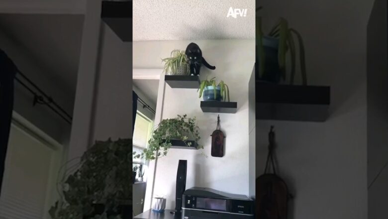 Oh that cat 🐈 #cat #plant #fail # funny