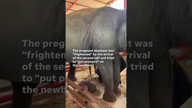 Rare elephant twins born in Thailand #Shorts