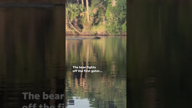 Video: Fearless bear fends off two Florida alligators while swimming #Shorts