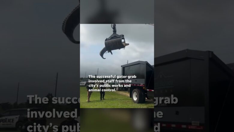 Watch: Grapple truck removes 12-foot gator removed from roadside ditch in Houston suburb #Shorts