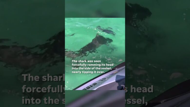 Watch: Shark nearly tips over jet skiers after ramming into vessel #Shorts