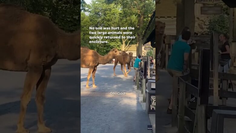 Watch: Two loose camels trot through Cedar Point #Shorts