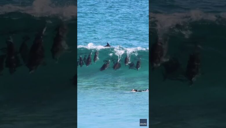 Wipe out! Pod of dolphins zooms under a surfer attempting to catch a wave #Shorts