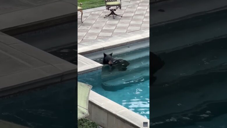 Bear frolics around in mansion’s pool #Shorts