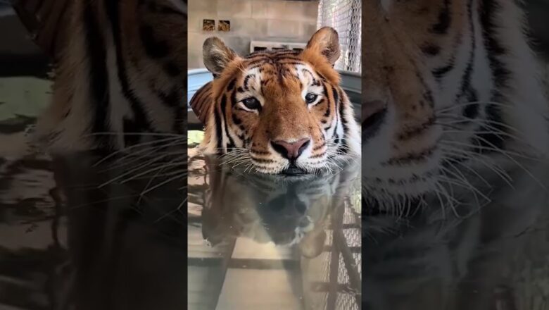 Bengal tiger named Cincinnati chills in a bathtub at a Texas rescue #Shorts