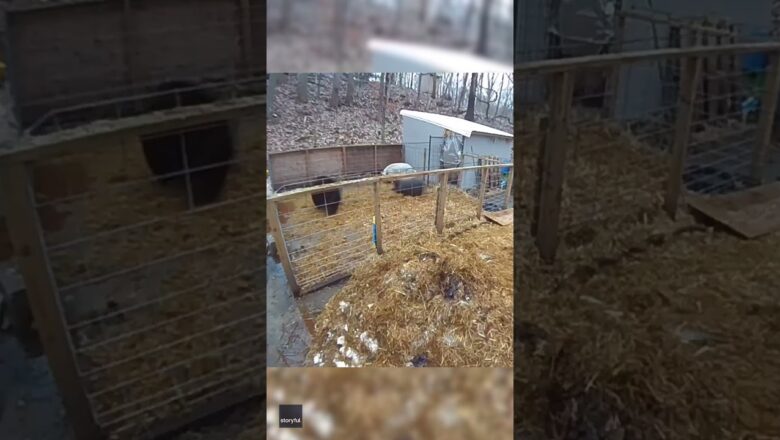 Brave pigs chase off intruder bear after it jumps fence into pen #Shorts