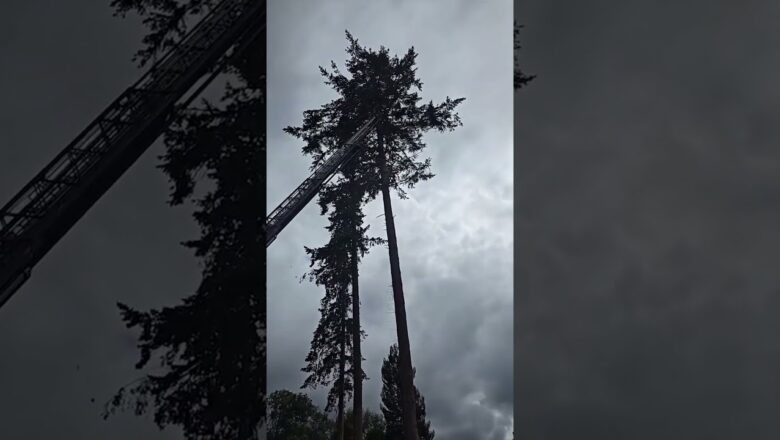 First responders untangle bald eagles from each other #Shorts