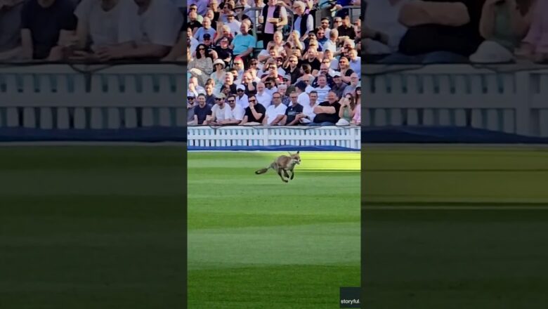 Fox interrupts cricket game, scurries towards exit #Shorts