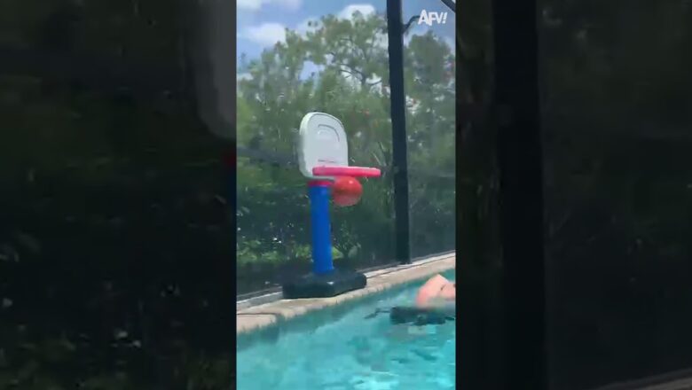 Future NBA star! 🏀 #reels #basketball #NBA #dog #pool