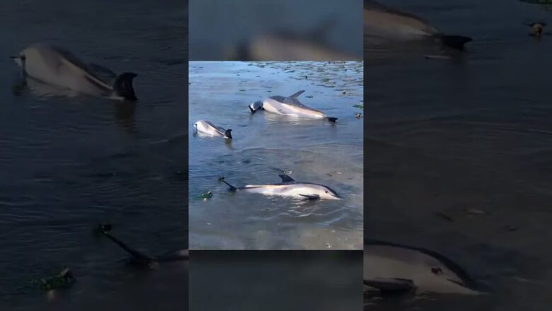 Over 100 dolphins stranded near Cape Cod #Shorts