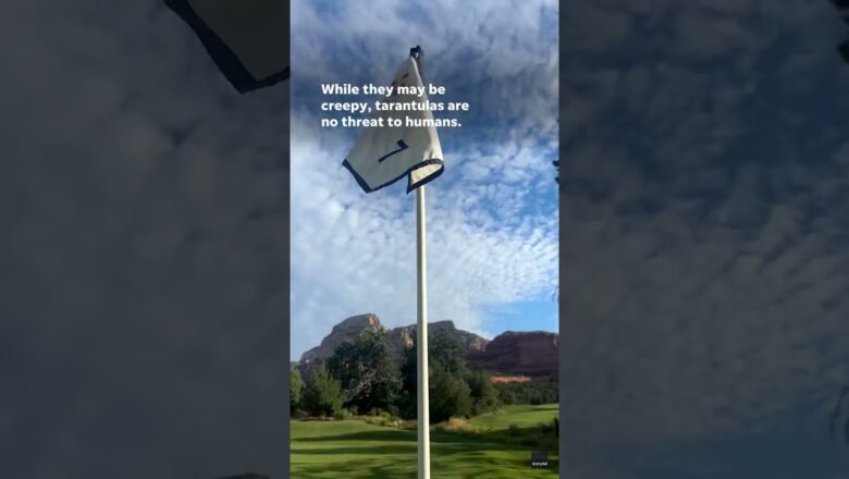 Tarantula finds a cozy home on Arizona golf course #Shorts