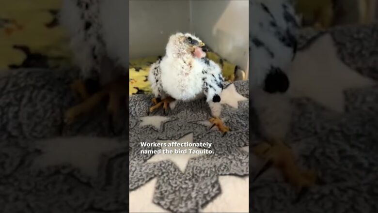 Tortilla-captured bird recovering at Texas rehabilitation center #Shorts