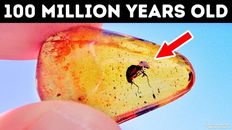 Trapped in Time: The Strangest Amber Fossils Ever Discovered