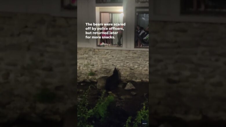 Video shows bears being fed by lodge guests #Shorts