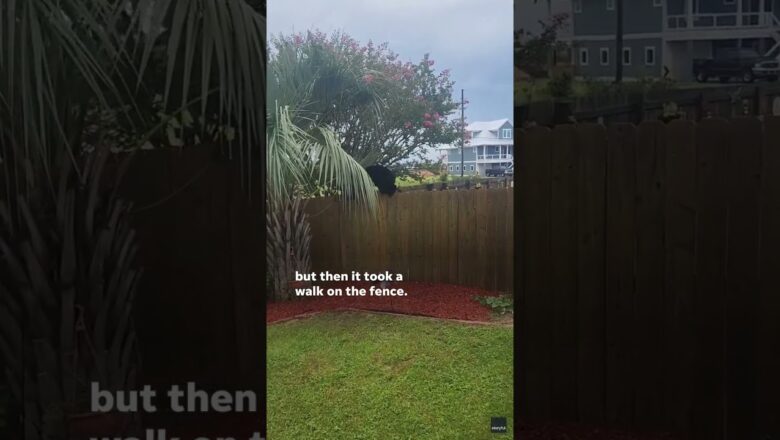 Watch: Agile bear balances on a fence in a Florida neighborhood