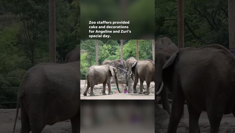 Watch as two Pittsburgh Zoo elephants celebrate their sweet 16