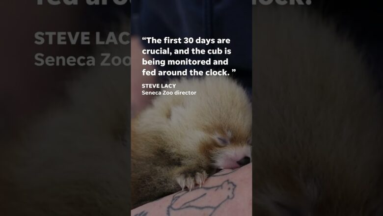 Watch as zoo staff care for a red panda cub #Shorts