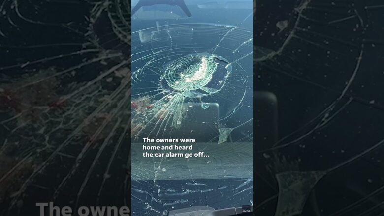 Watch: Fish falls from sky, shatters Tesla’s windshield #Shorts