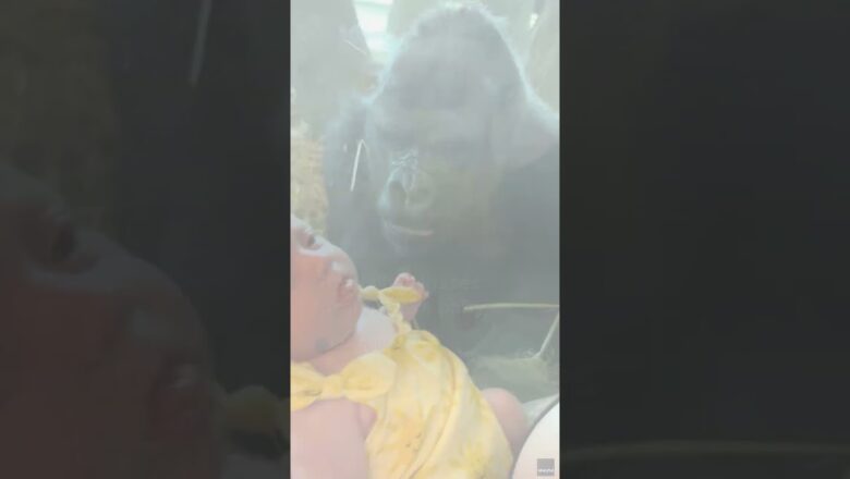 Watch: Gorilla melts hearts giving kissing gesture towards baby at zoo #Shorts