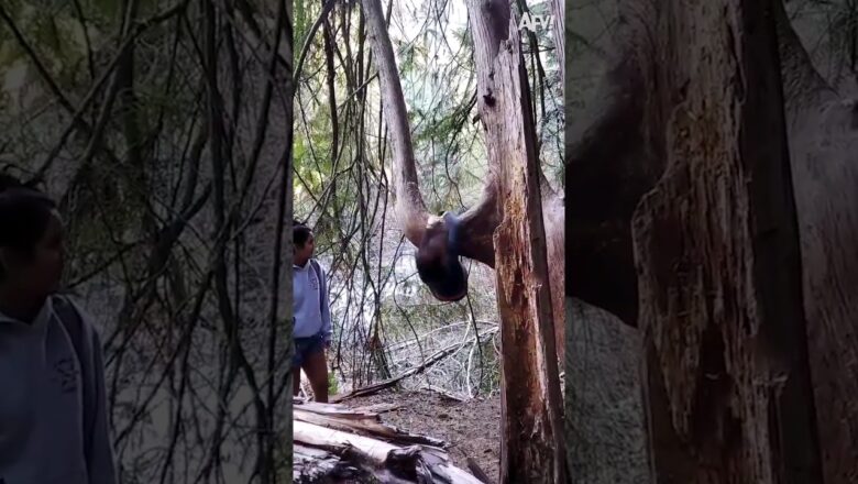 What did she want to do? 🌳 #shorts #tree #fail #funny