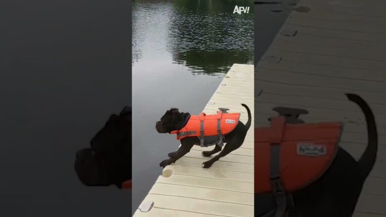 When fetching takes an unexpected dive… 🐕 💦 #reels #dog #stick #fail #lake