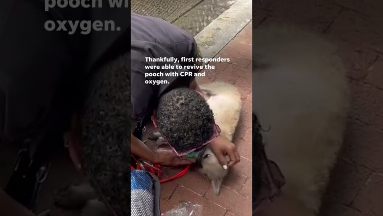 Dog saved by first responders from a burning building #Shorts