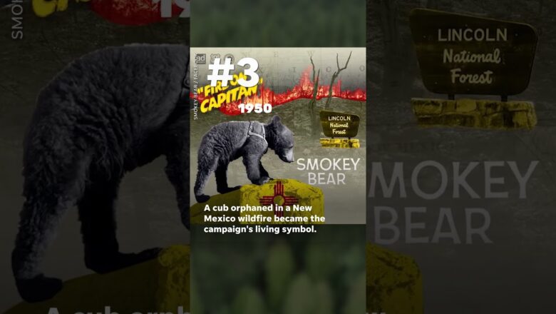 Five facts about Smokey Bear’s eight decades of American wildfire-fighting iconography | USA TODAY