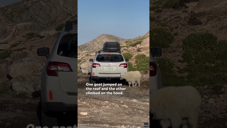 Goats caught repeatedly stomping on Subaru SUV in Colorado #Shorts