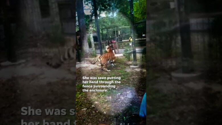 Tiger almost bites woman’s hand at New Jersey zoo #Shorts