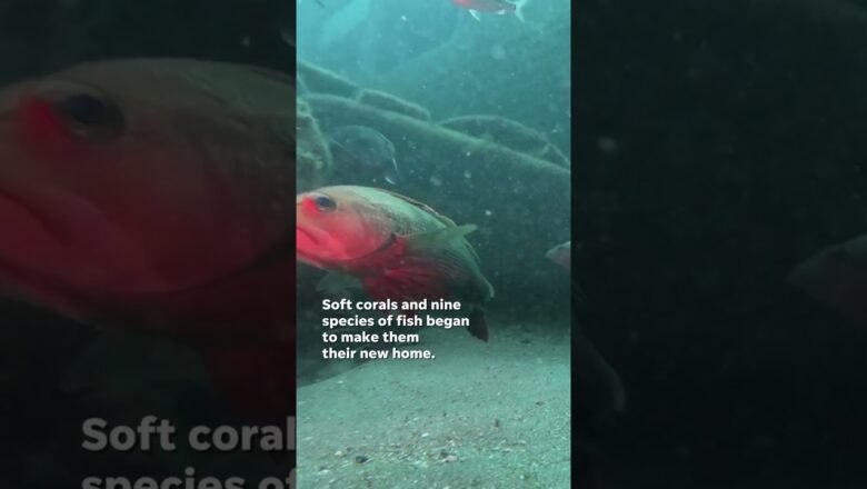 Underwater video shows marine life flourishing in man-made materials #Shorts