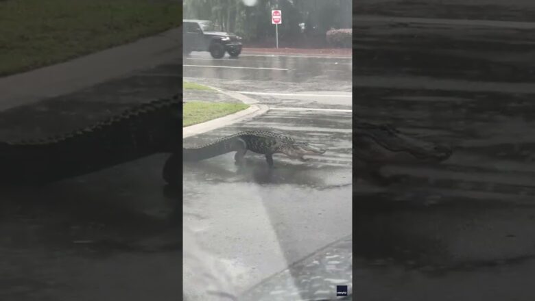 Watch: 7-foot gator strolls through Debby rain water #Shorts