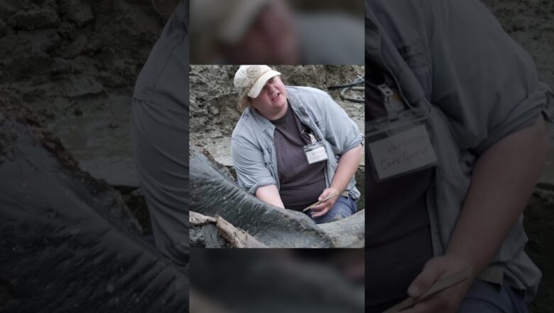 Watch: Ancient mastodon skull dug out of the ground in Iowa #Shorts