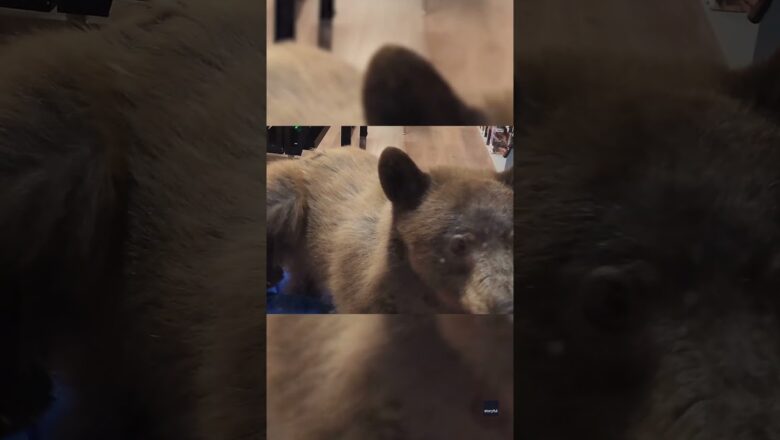 Watch: Bear walks around classroom looking for snack #Shorts