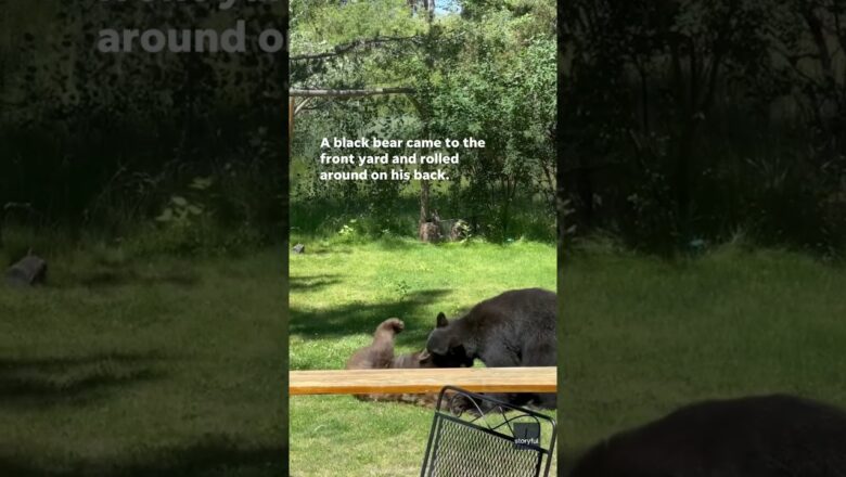 Watch bears wresting it out in a yard in Lake Tahoe #Shorts