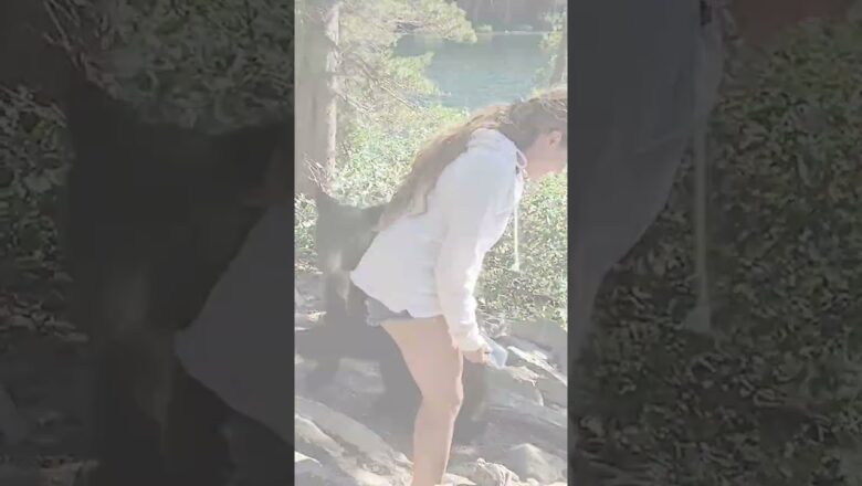 Watch: Black bear approaches women walking near California lake #Shorts