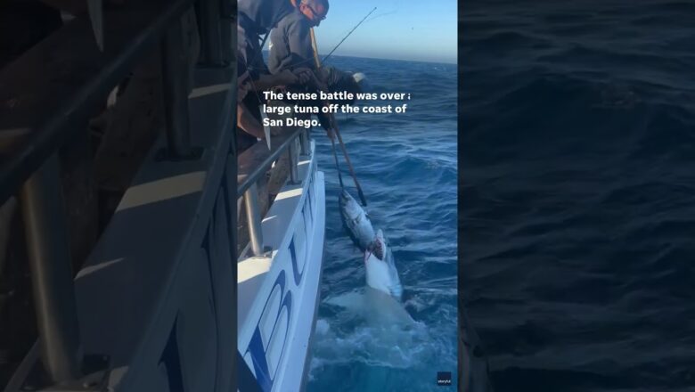 Watch: Fisherman plays game of tug-of-war with shark #Shorts