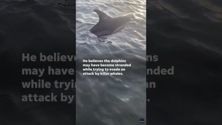 Watch: Man uses rope to save stranded dolphins #Shorts