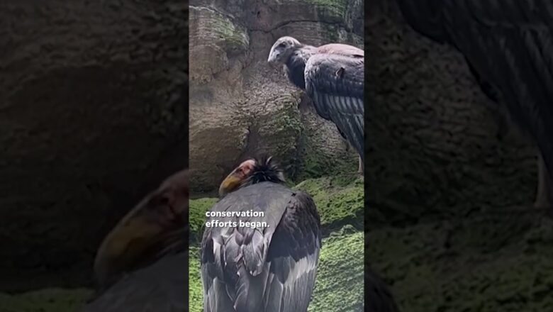 Watch: Mysterious California condors reclaim skies in Mexico #Shorts