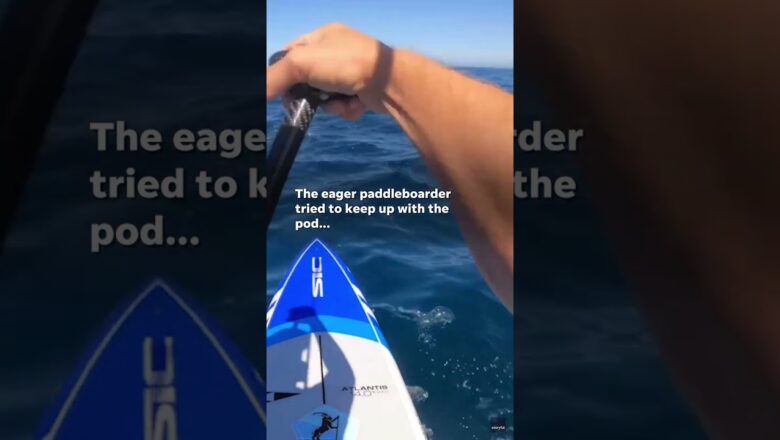 Watch: Paddleboarder befriends dolphin pod in California #Shorts