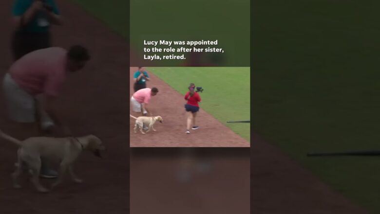 Watch: Video shows bat dog relieving herself behind pitcher’s mound #Shorts