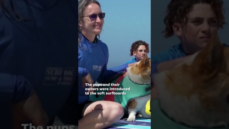 Watch: Water-loving pooches ride waves in California #Shorts