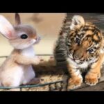 AWW Animals SOO Cute! Cute baby animals Videos Compilation cute moment of the animals #12