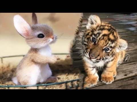 AWW Animals SOO Cute! Cute baby animals Videos Compilation cute moment of the animals #12