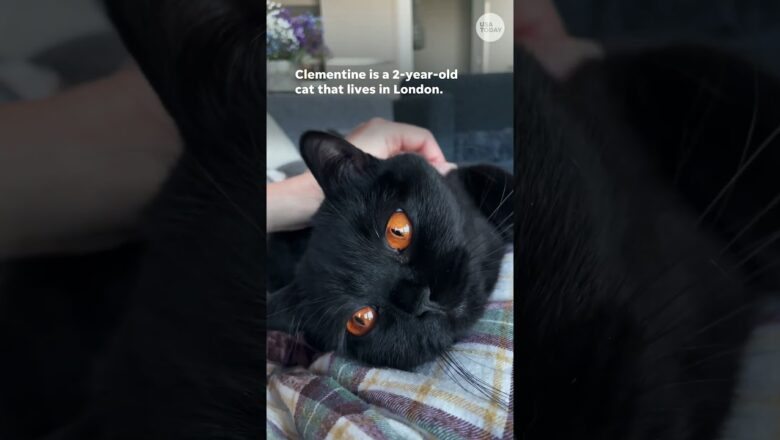 Black cat with bright orange eyes goes viral for Friday the 13th #Shorts