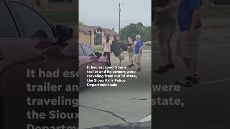 Escaped ostrich crosses road in South Dakota #Shorts