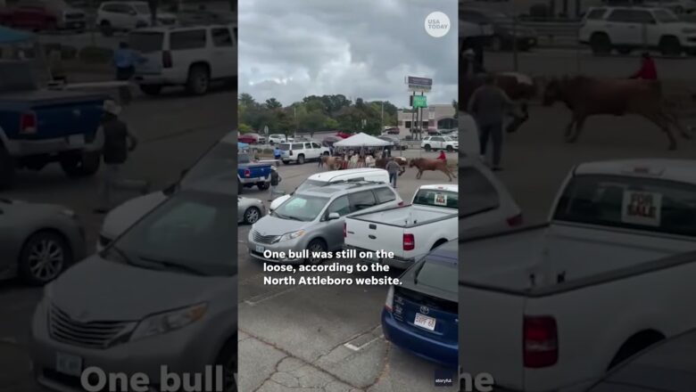 Scary moment bulls on the loose run through parking lot #Shorts